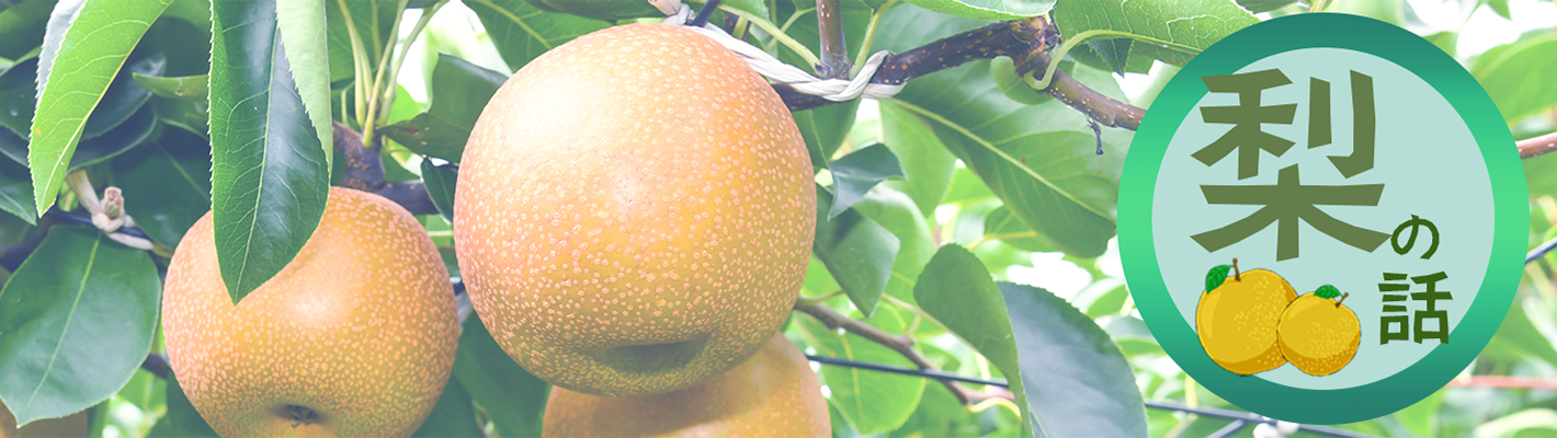 梨の話バナー