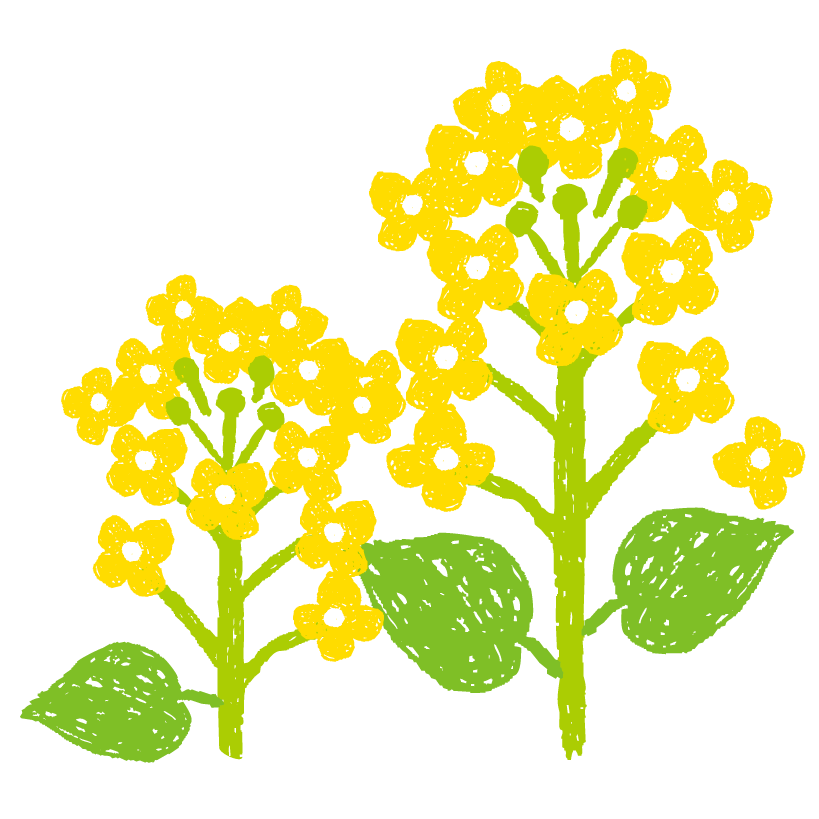 菜の花